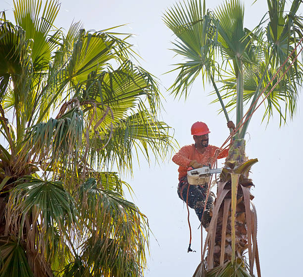 Professional Tree Care Services in Flora, MS