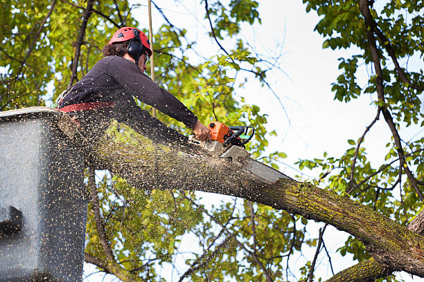 Lawn Pest Prevention in Flora, MS